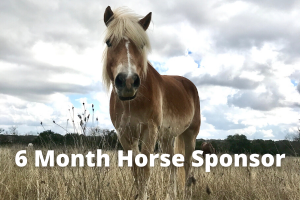 6 Month Horse Sponsor