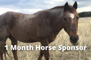 1 Month Horse Sponsor