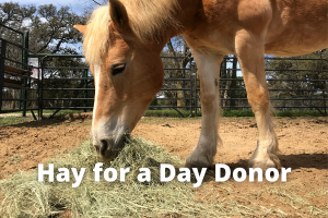Hay for a Day Donor